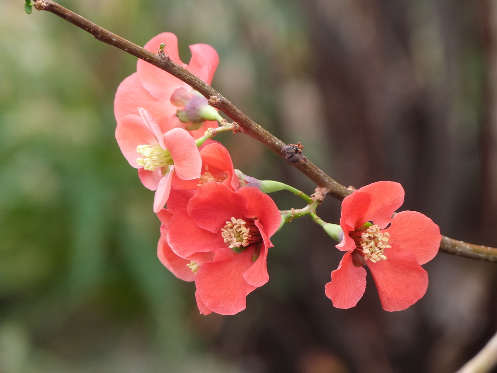 木瓜（長寿梅）