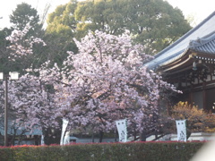 夕日を浴びる上野両大師の返し御車返しの桜満開