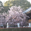 夕日を浴びる上野両大師の返し御車返しの桜満開