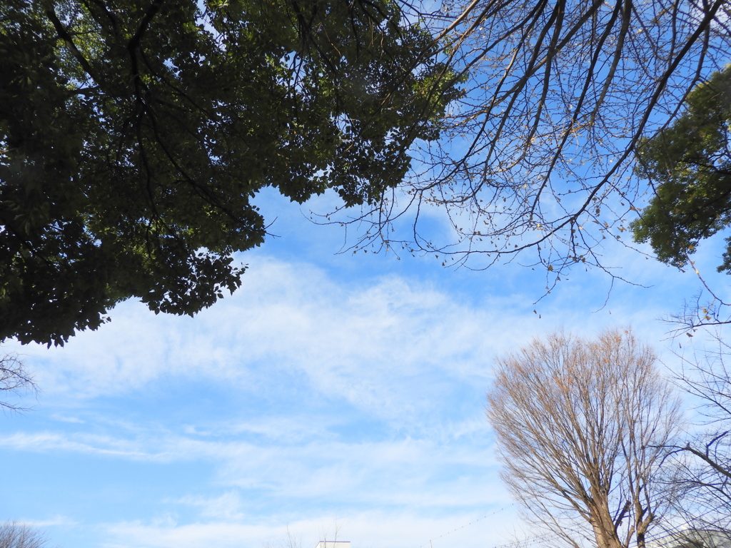 千住神社の常緑樹と落葉樹の空