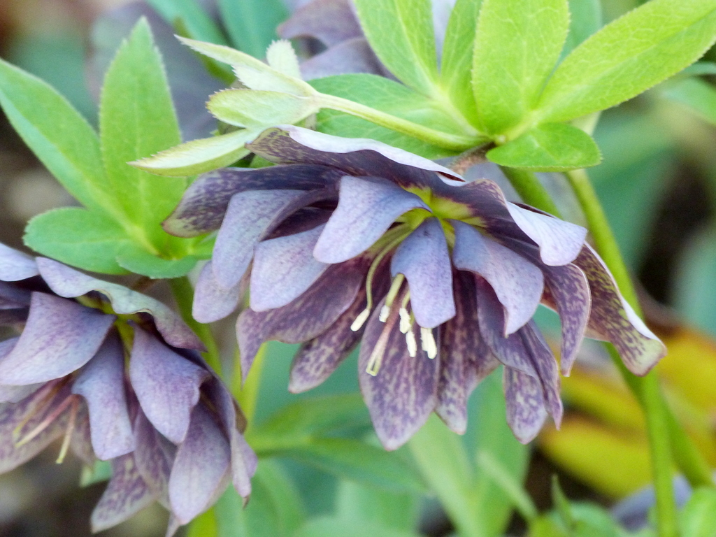 クロの八重咲クリスマスローズ