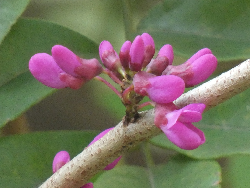 ハナズオウ by NEBUKO （ID：11283830） 写真共有サイトPHOTOHITO