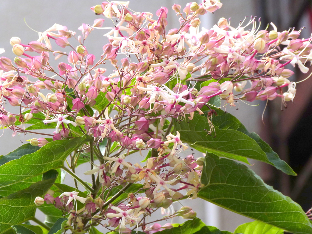 クサギというけど、ヘクソカズラよりずーといい匂い