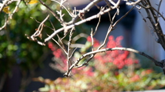 枯れ木の奥の南天の