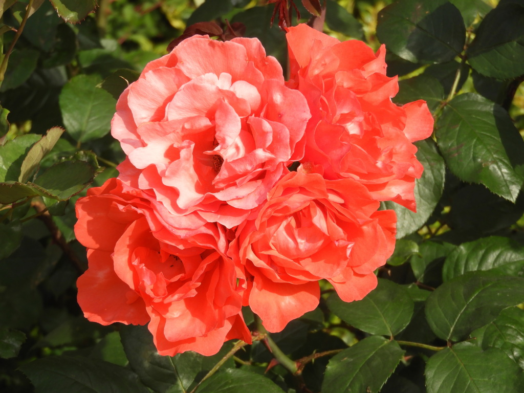 薔薇・スカーレットクイーンエリザベス