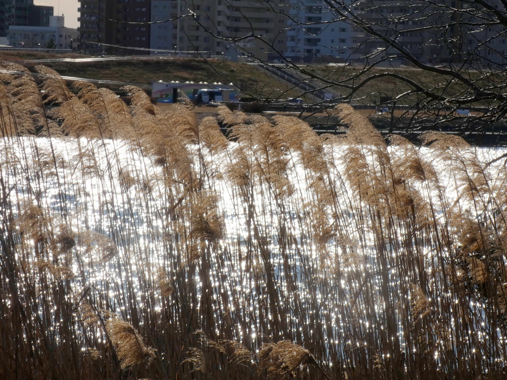 足立の葦が立つ光る荒川