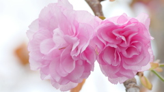 里ザクラの咲き始めの関山