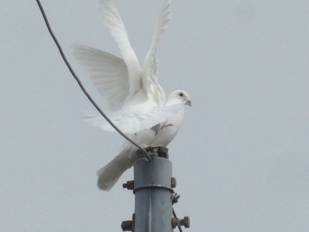 少し大きめの白鳩2羽が！食用ハトが？