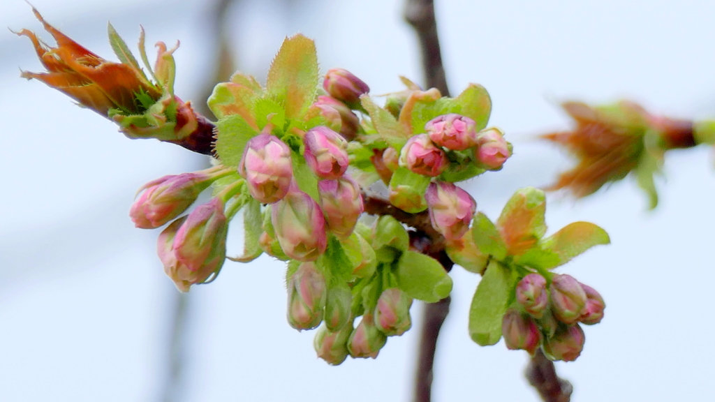 里ザクラの鬱金の蕾