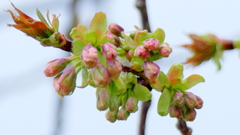 里ザクラの鬱金の蕾