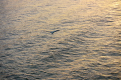 夕日の水面の水鳥