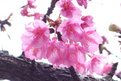 逆光で撮った木場公園の河津桜の特徴
