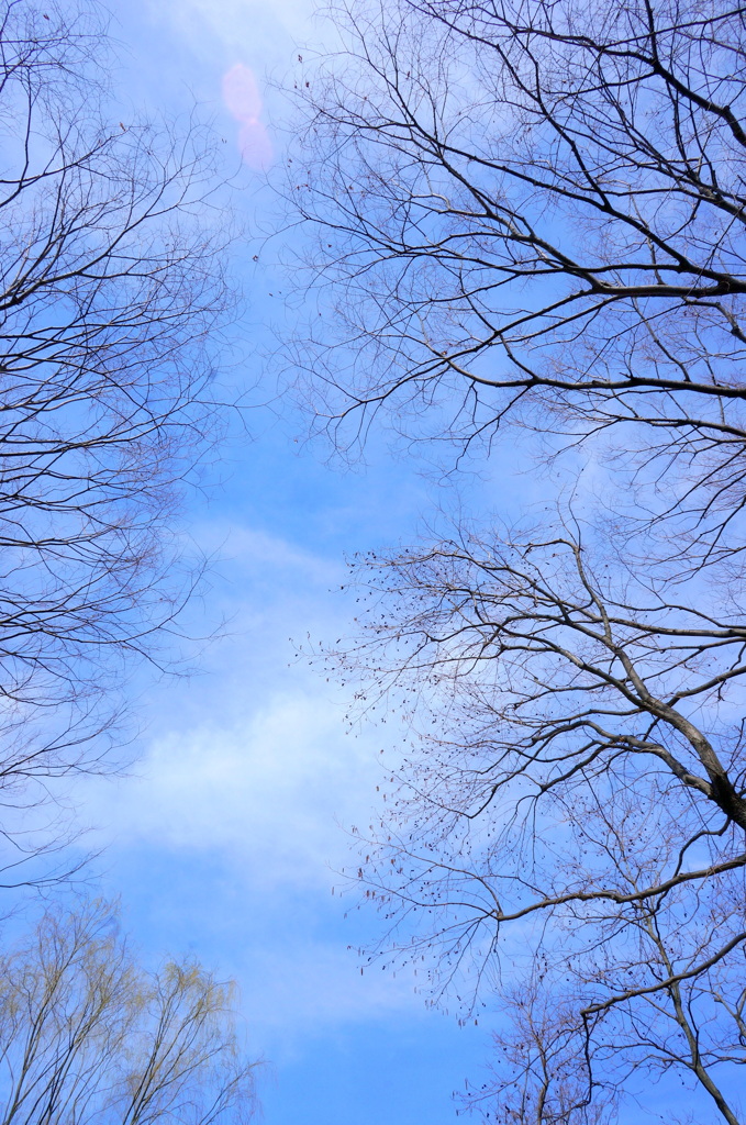 舎人公園の春の空