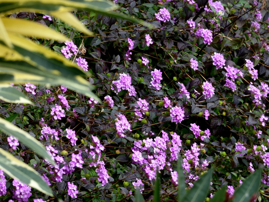 コバノランタナ