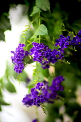 秋のタカラツ゚カ