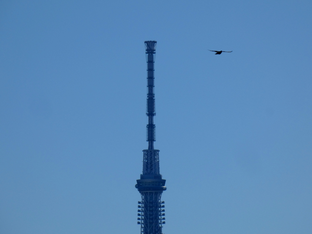 隅田川から東京スカイツリーのトップ
