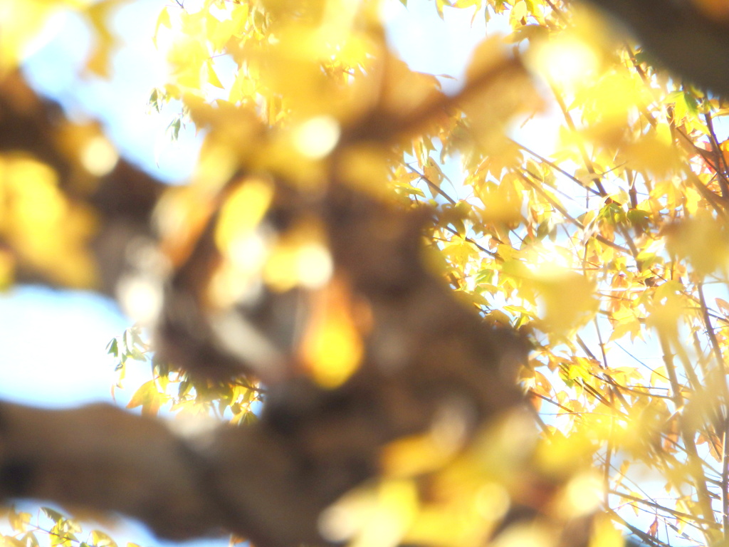 銀杏の後は黄色の楓