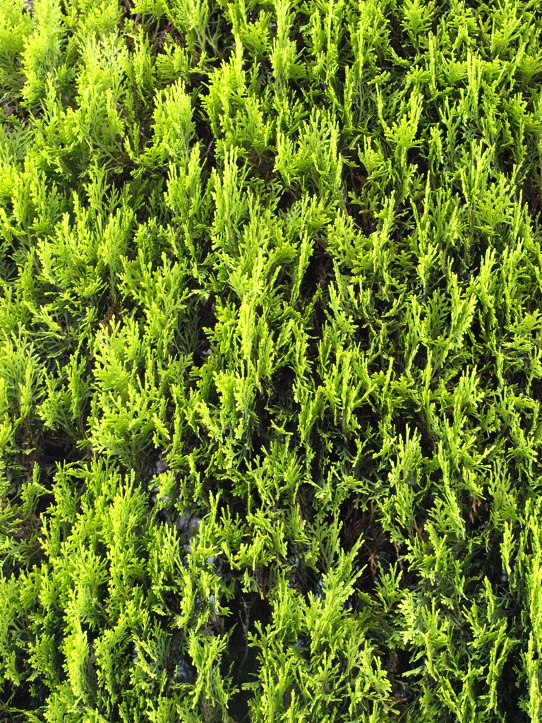 マンションの垣根のコノテガシワの緑