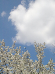 尾久の原公園南の大島桜と白雲