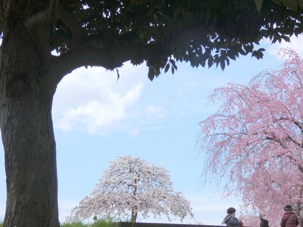 尾久の原公園のモチの木の木陰から