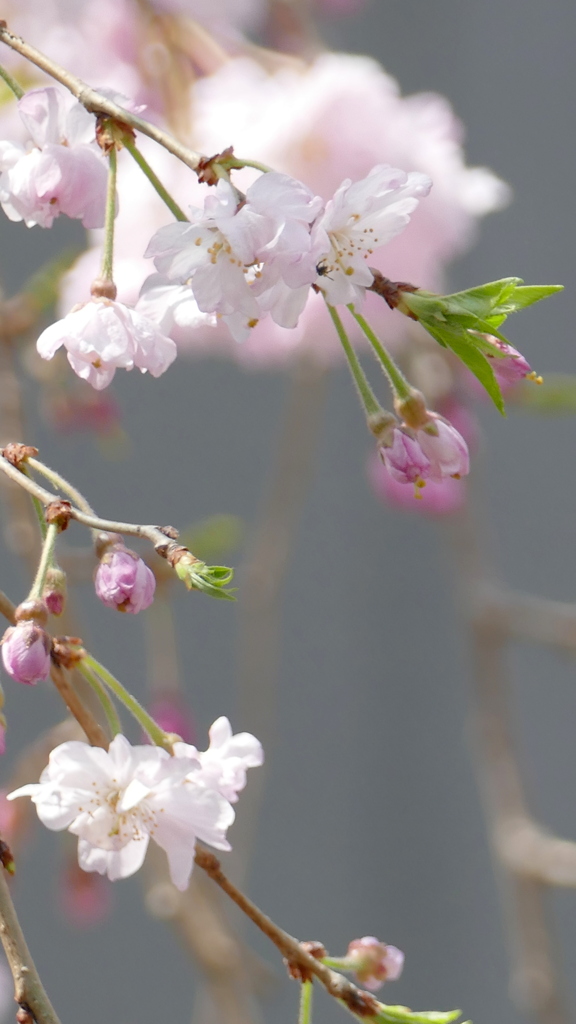 小さな施設の江戸彼岸系枝垂れ桜