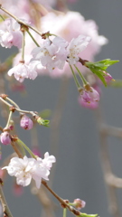 小さな施設の江戸彼岸系枝垂れ桜