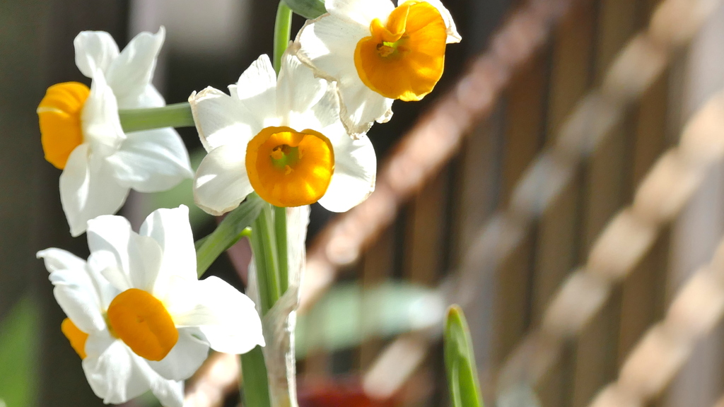 にほんずいせん