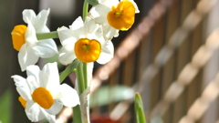 にほんずいせん