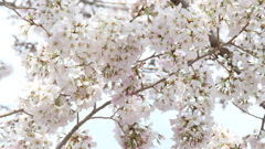 隅田川沿いの神代曙種