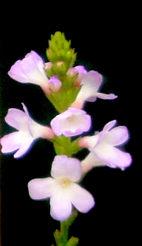 道端のクマツズラの花