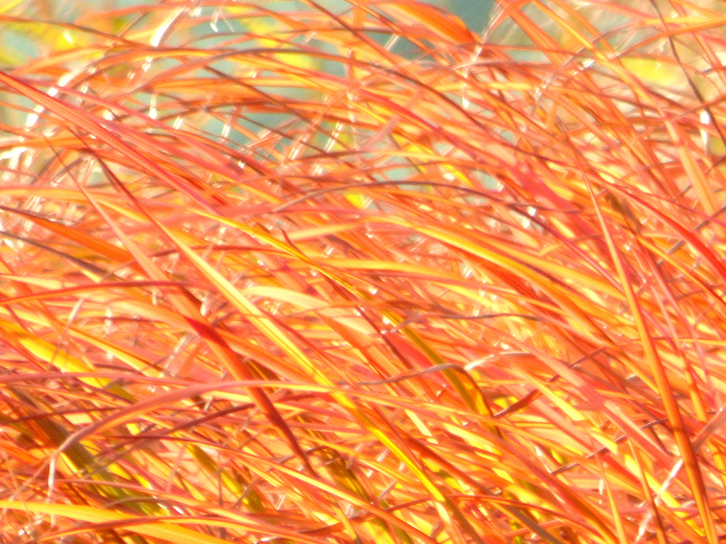 これもまた草モミジ