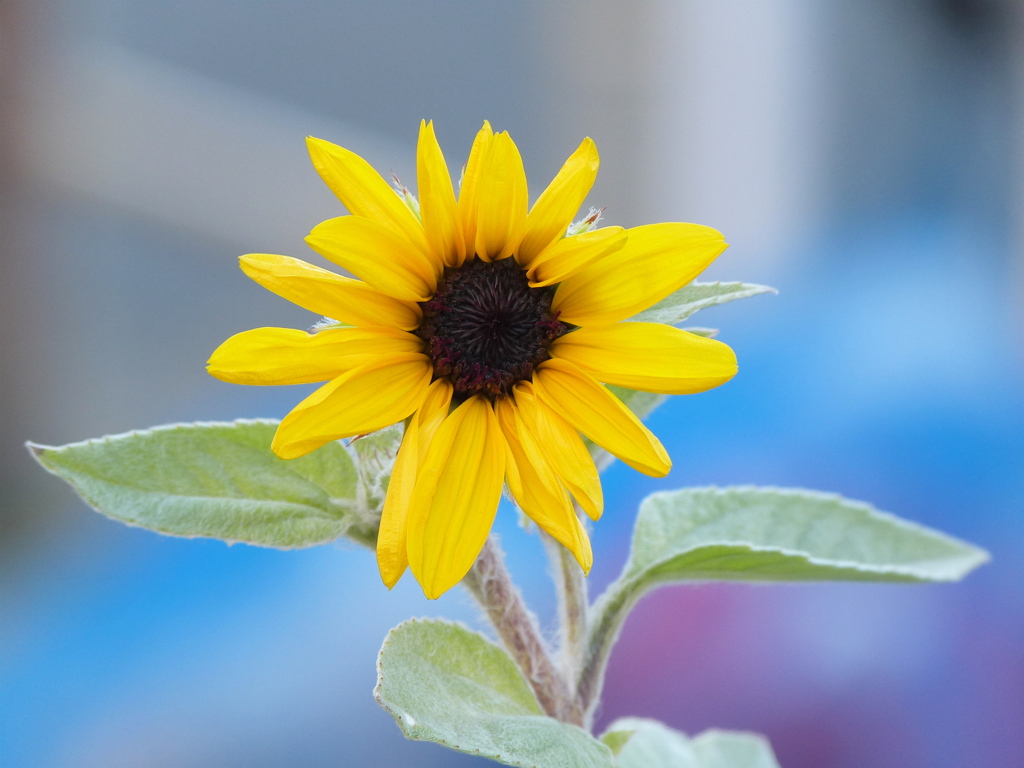 秋のミ二ヒマワリ