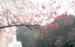 上野の噴水と寒緋桜と寒桜