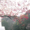 上野の噴水と寒緋桜と寒桜