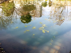 夕日の木漏れ日の柳原千草園の池