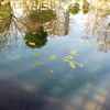 夕日の木漏れ日の柳原千草園の池