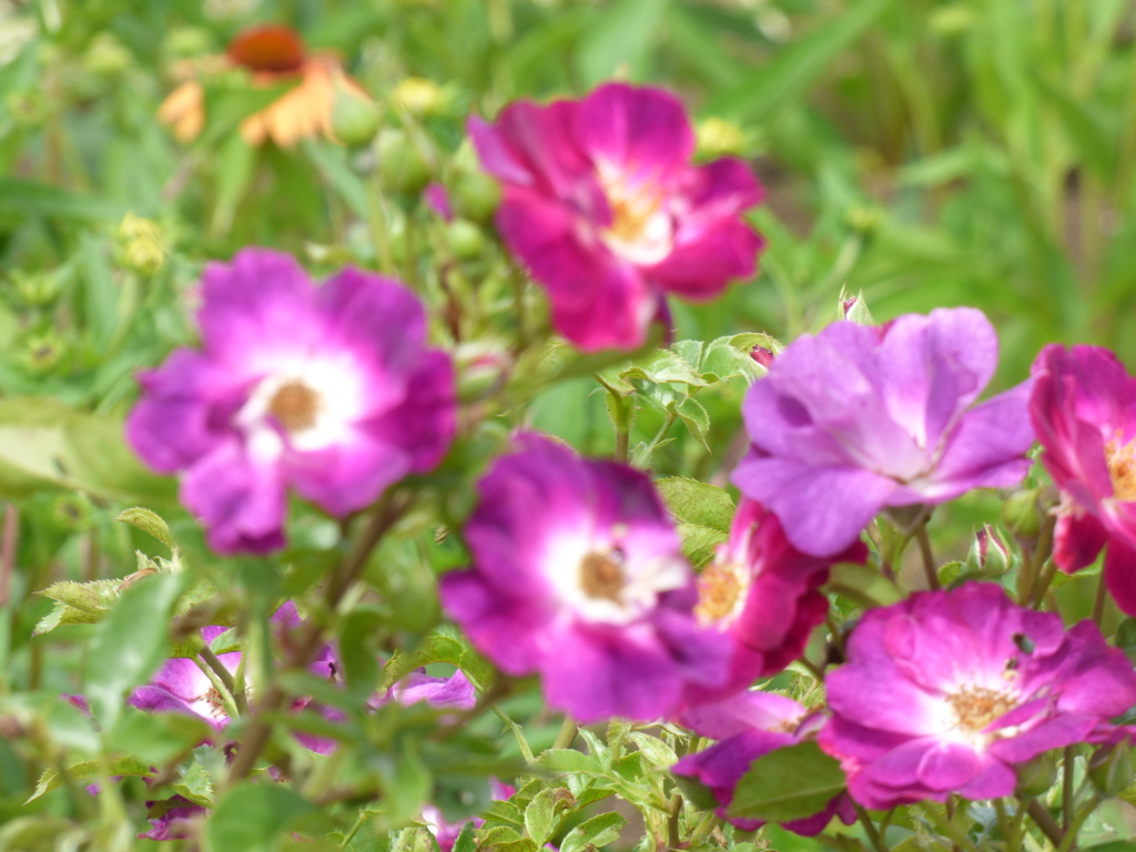 隅田川沿いの公園の薔薇・サングリアナイト、少しボケていますが