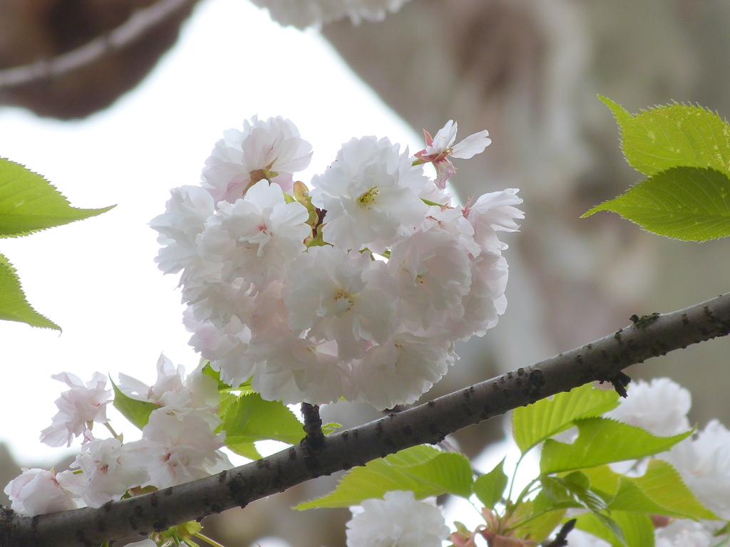 隅田公園しかない蘭々桜