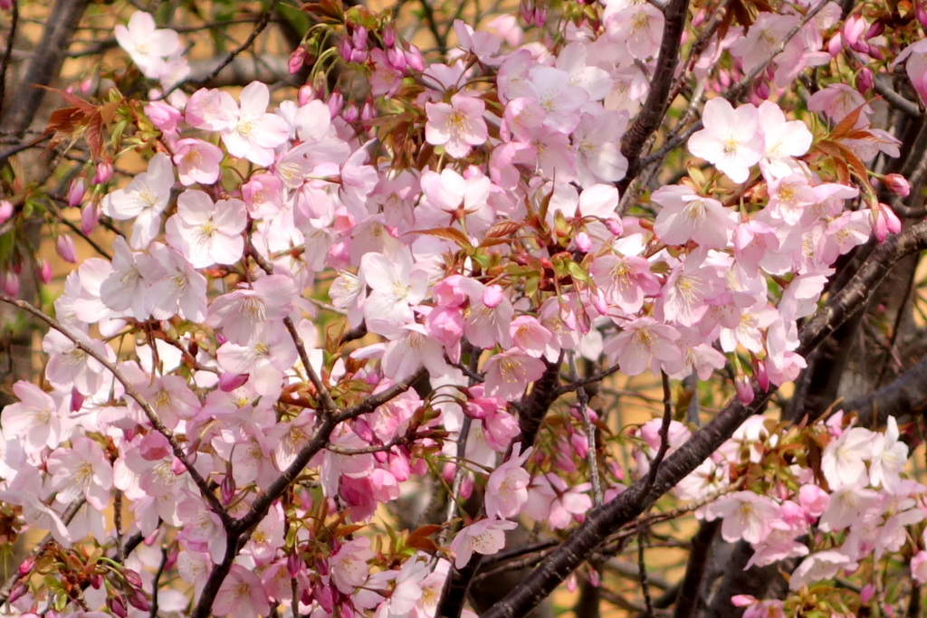 赤い山桜の種類の牧野富太郎博士が名付けたせんだいやざくら