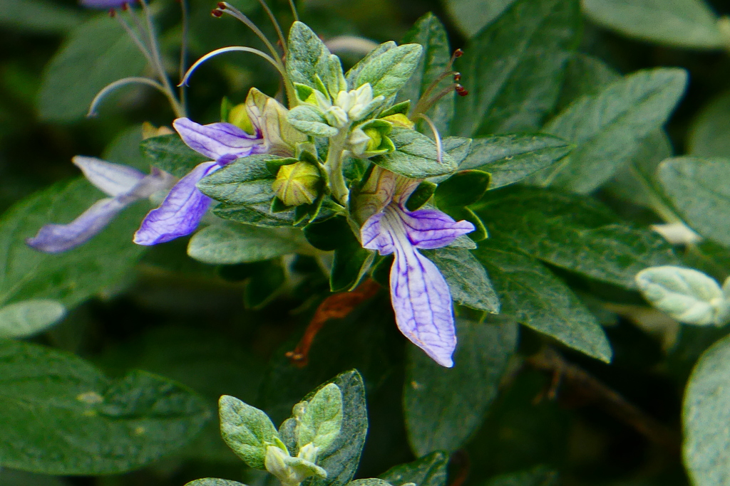 ツリージャーマンダー