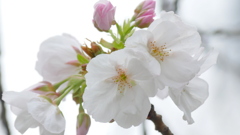 里ザクラの千里香と有明