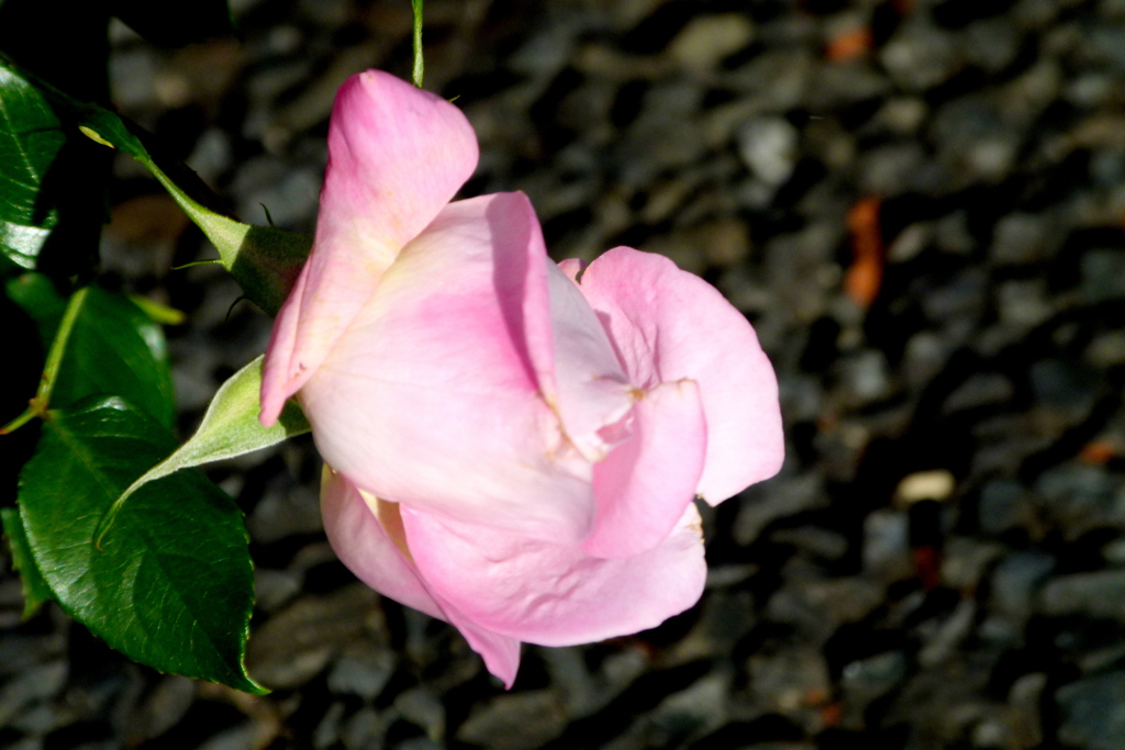 道端に飛び出た桃色の薔薇