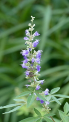 せいようにんじんぼくの花に癒される