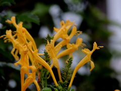 黄色いてこまりあ