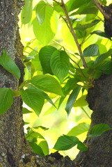 千住桜木の染井吉野の葉