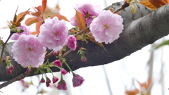 里ザクラの関山咲きました