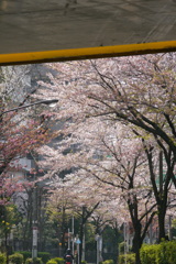 南千住常磐線高架下からの関山が咲きだした桜並木