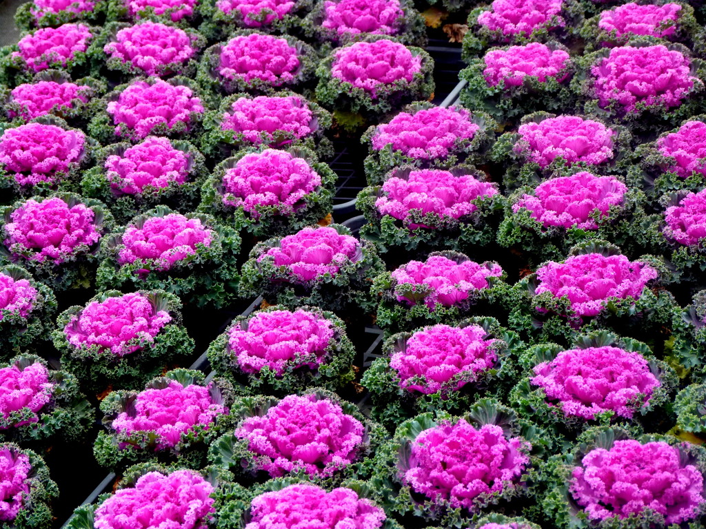 葉牡丹の生産ライン