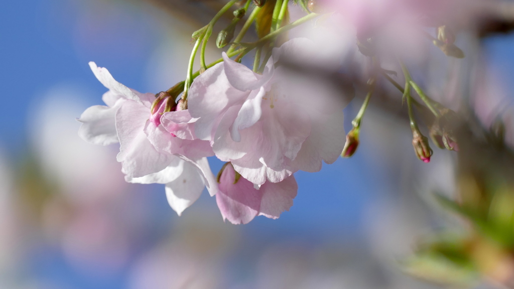 荒川堤の里ザクラの朱雀