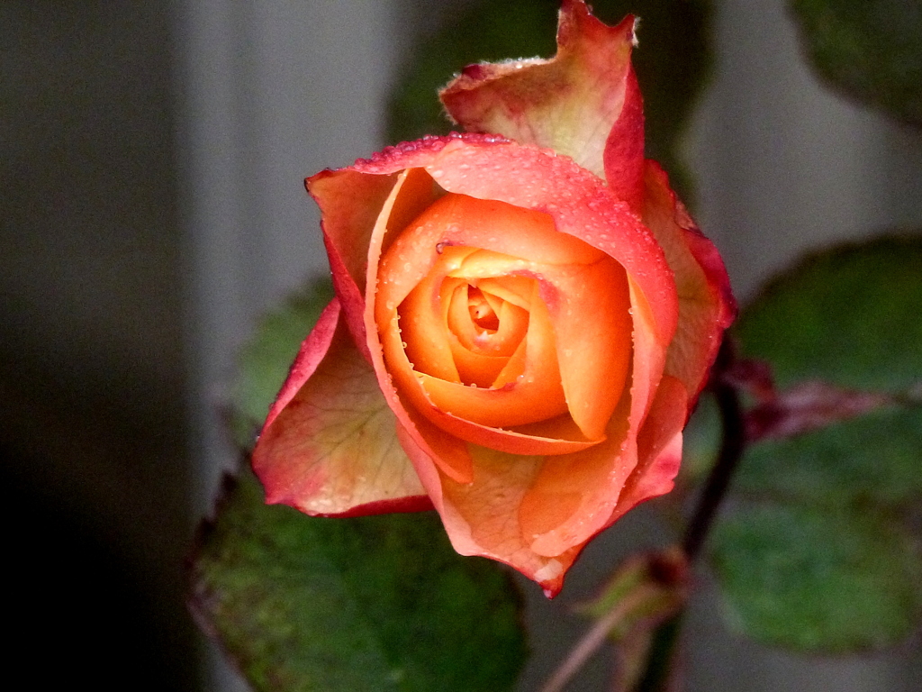 オレンジ色の薔薇